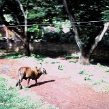 "Water Buffalo Along the Road - March 1968 - ABtry 6/27th Arty"